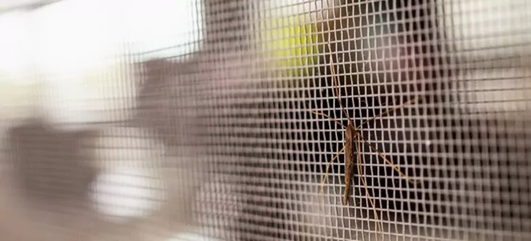 Repair Mosquito Mesh For Windows in Sarasota, FL
